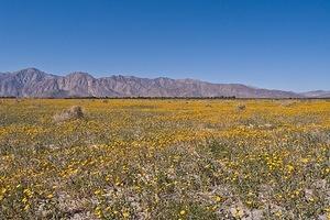 Sunflowers and mountains