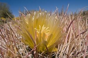 Barrel cactus bloom