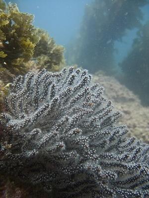 Brown Gorgonian