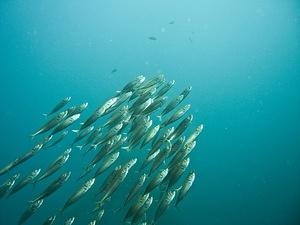 Pacific jack mackerel