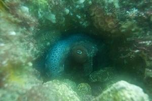 Octopus hidden in a pipe