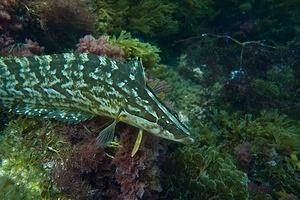 Giant kelpfish