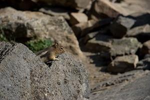 Tourist fed - fatty chipmunk