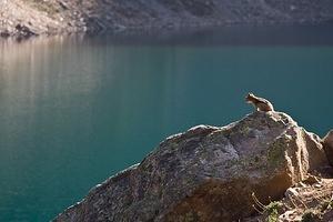 Chipmunk perched over Lake Agnes