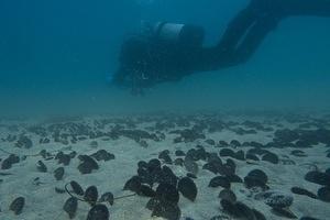 Mani over the sand dollars