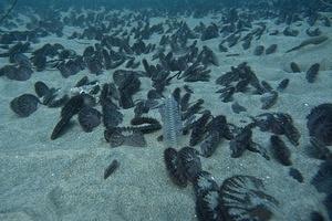 Sea pen in the sand dollars