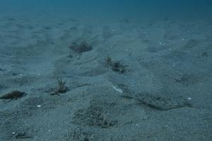 Lizardfish on the sand