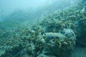 Blackeyed goby