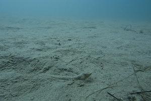 Lizard Fish buried in the sand