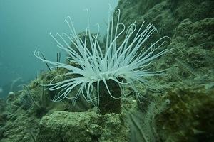 Tube dwelling anemone