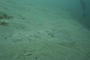 Angel shark buried in the sand