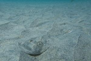 Thornback ray in the sand