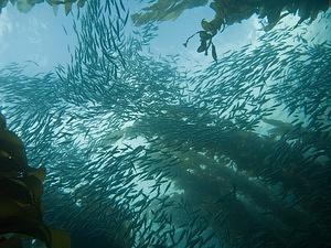 Mackerel schooling in the kelp