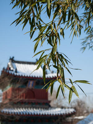 Temple bamboo