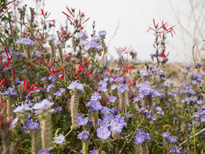 Desert Lupine and Chuparosa