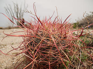 Twisty spines on a barrel cactus