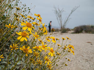 Desert-Sunflowers