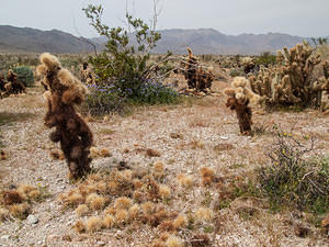 My nemesis, the Chain-Fruit Cholla