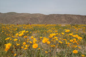 Wandering through the flowers