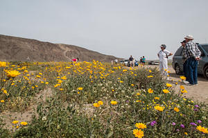 Road side flowers