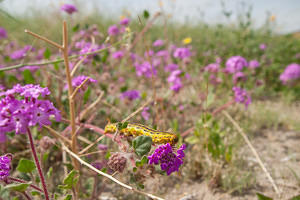 Caterpillar and desert sand-verbena