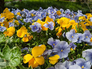 Pansies