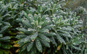 Rain on succulents
