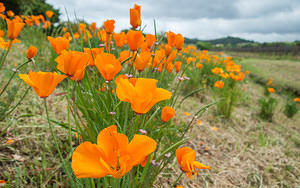 California poppies