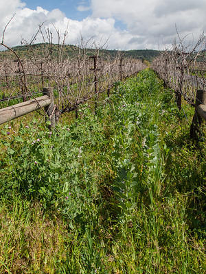 Row peas & winter cover