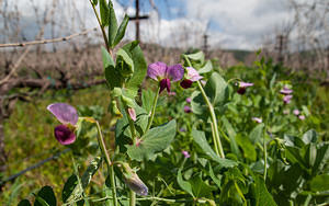 Pea blossoms