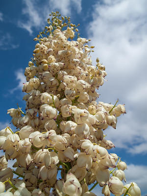 Yucca blooms