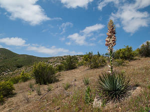 Yucca in bloom