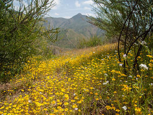 Yellow Woolly-Daisy