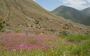 Purple in the valley