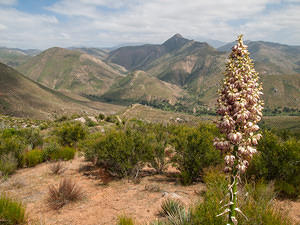 Yucca and the valley