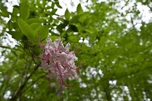 Spring blooms