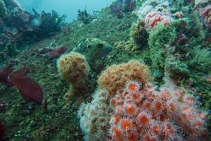 Kelp bass and anemones