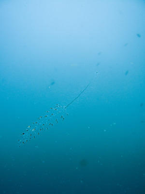 Feather salp