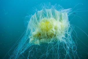 Fried egg jellyfish (Phacellophora camtschatica)