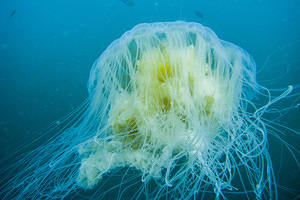 Fried egg jellyfish (Phacellophora camtschatica)