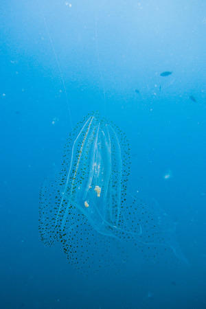 Comb jelly (Ctenophora)
