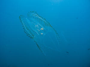 Comb jelly (Ctenophora)