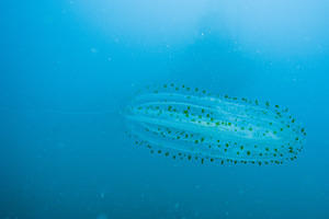 Comb jelly (Ctenophora)