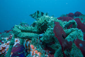 Sheep crab on the wreck