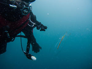 Pete watching a salp