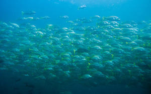 Large school of fish