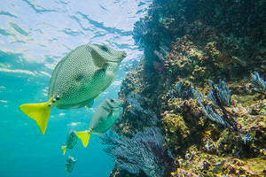 Spotted tangs