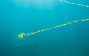 Salp chain