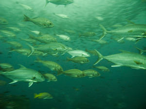 Huge jack fish at Gordo Banks (aprox 115')