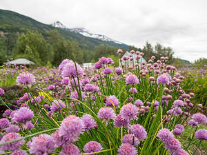 Chive flowers